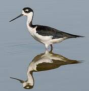 Black-necked Stilt