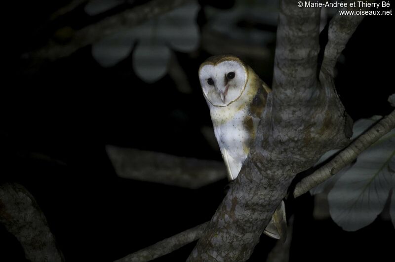 American Barn Owl