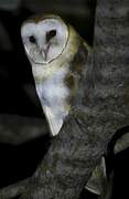 American Barn Owl