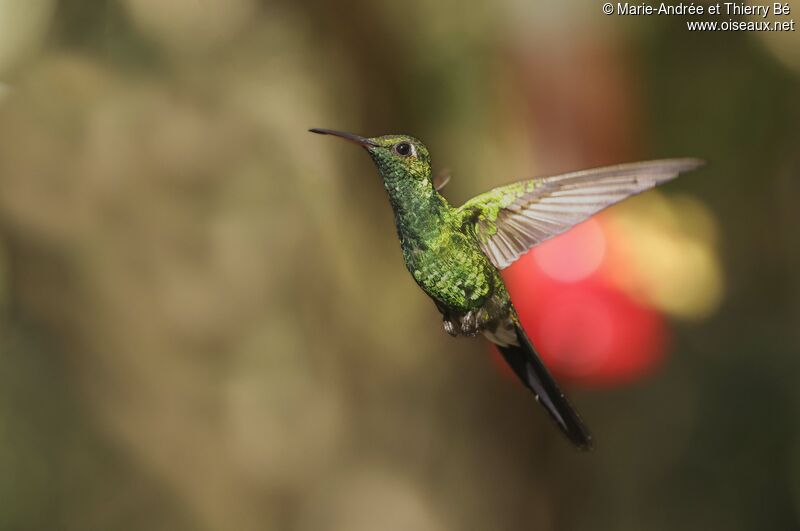 Cuban Emerald