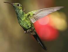 Cuban Emerald