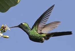 Cuban Emerald