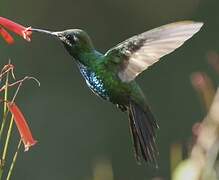 Cuban Emerald