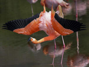 Flamant des Caraïbes