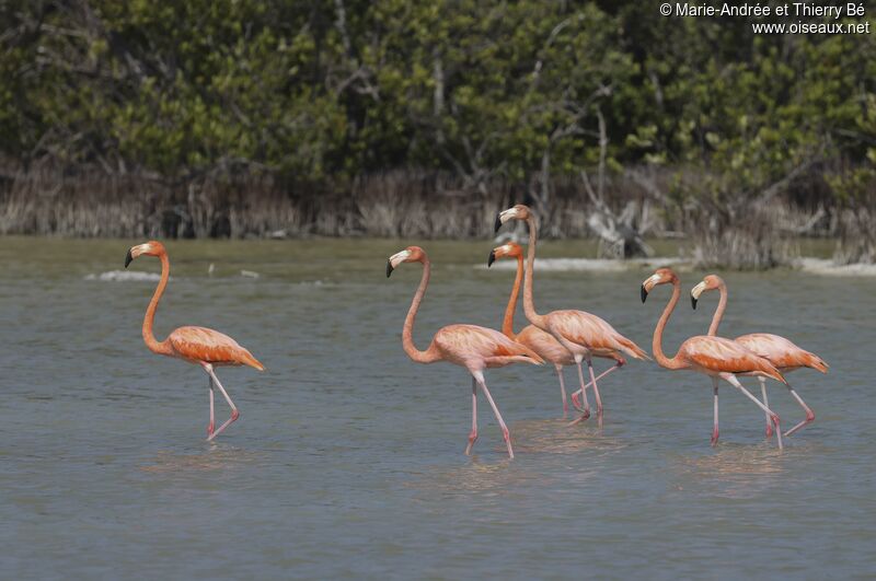 Flamant des Caraïbes