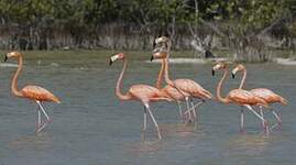 Flamant des Caraïbes