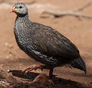 Natal Spurfowl