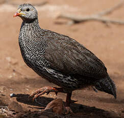 Francolin du Natal