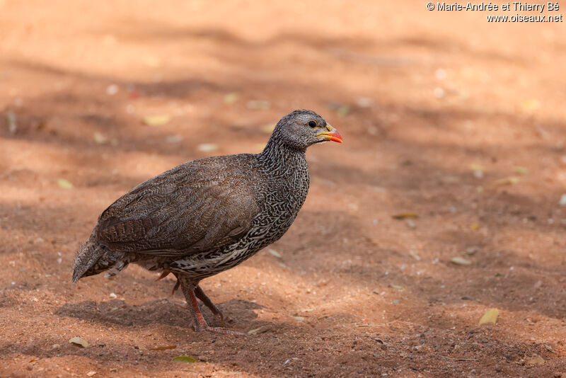 Francolin du Natal