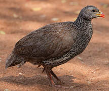 Natal Spurfowl