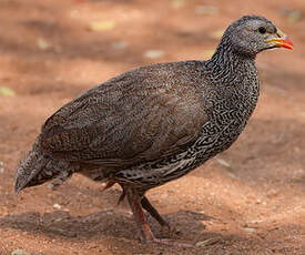 Francolin du Natal