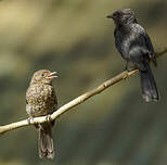 Gobemouche drongo