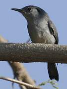 Cuban Gnatcatcher