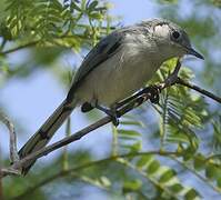 Cuban Gnatcatcher