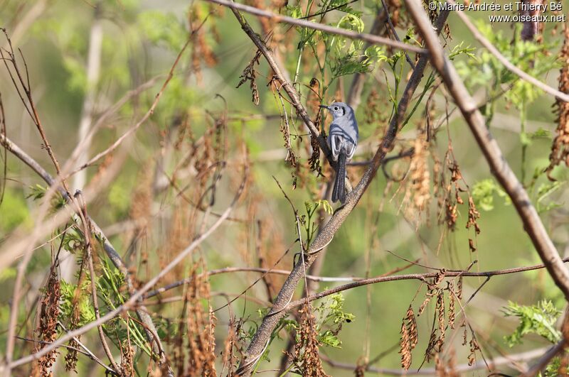 Cuban Gnatcatcher