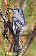 Cuban Gnatcatcher