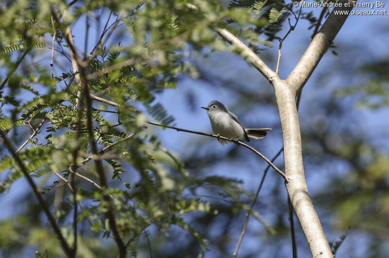 Blue-grey Gnatcatcher