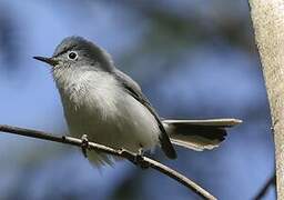 Gobemoucheron gris-bleu