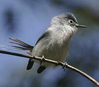 Blue-grey Gnatcatcher