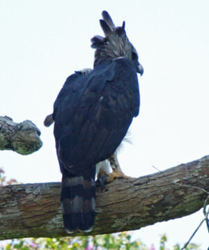 Harpy Eagle : Pictures.