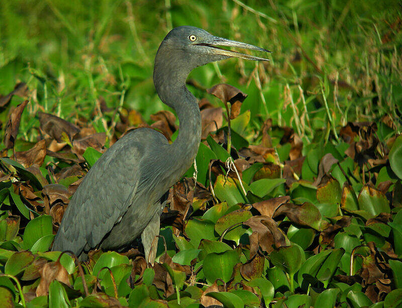 Humblot's Heron - Ardea humbloti - thbe150963