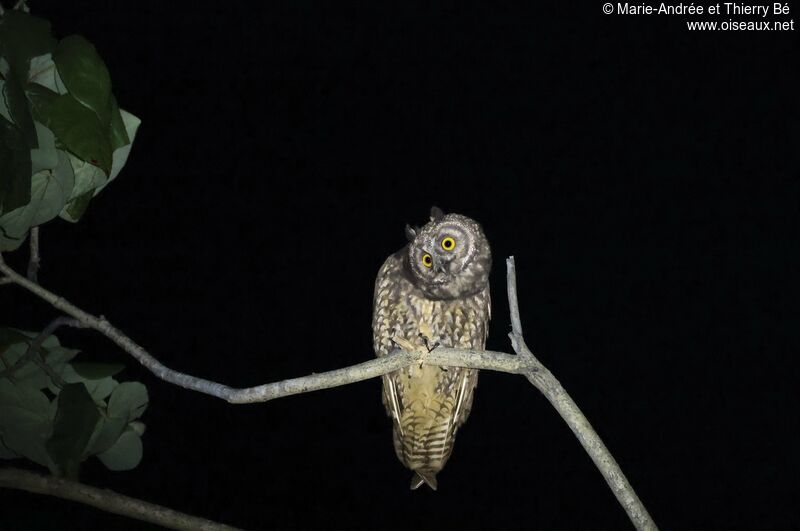 Stygian Owl