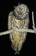 Stygian Owl