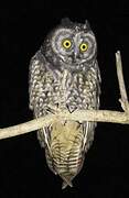 Stygian Owl