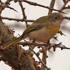 Apalis à gorge jaune