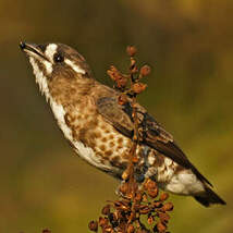 Cotinga d'Isabelle