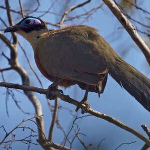 Coua géant