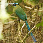 Motmot d'Équateur