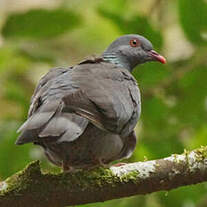 Pigeon de Bolle