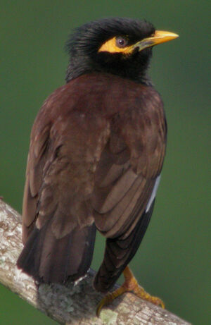 Common Myna : Pictures.