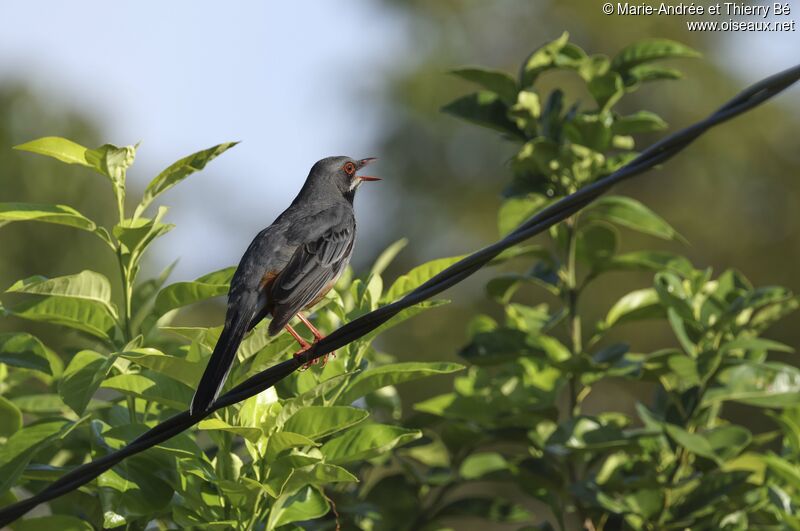 Red-legged Thrush