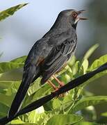 Red-legged Thrush