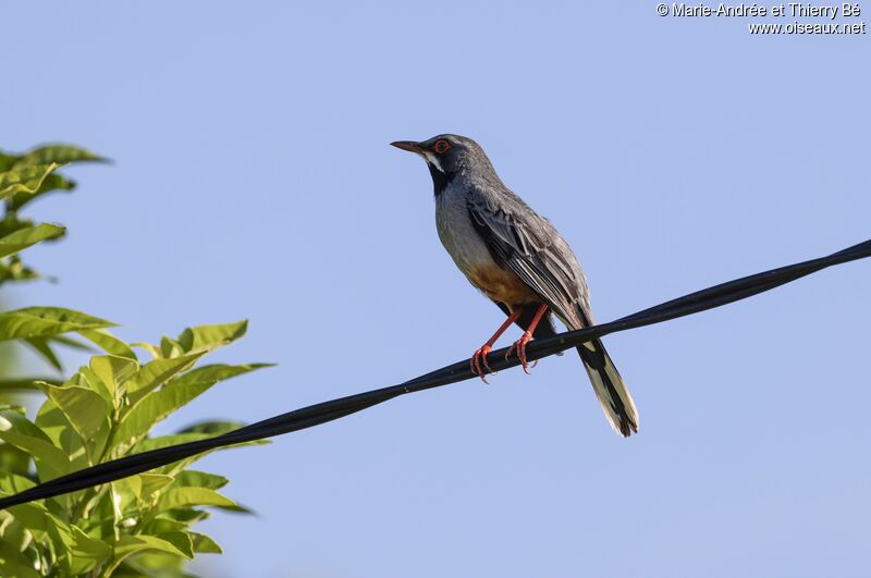 Red-legged Thrush