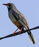 Red-legged Thrush