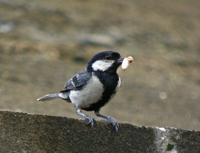 Mésange indienne