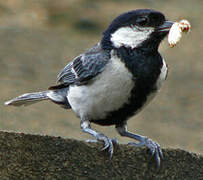 Cinereous Tit