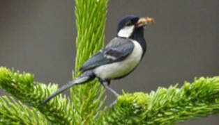 Cinereous Tit