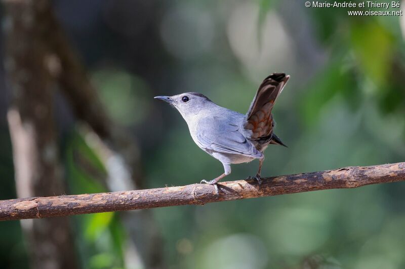 Grey Catbird