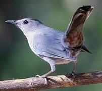 Grey Catbird