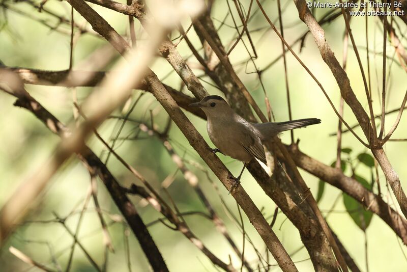 Grey Catbird