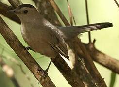 Grey Catbird