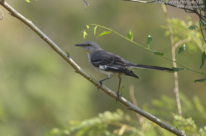 Northern Mockingbird