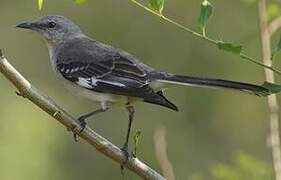 Northern Mockingbird