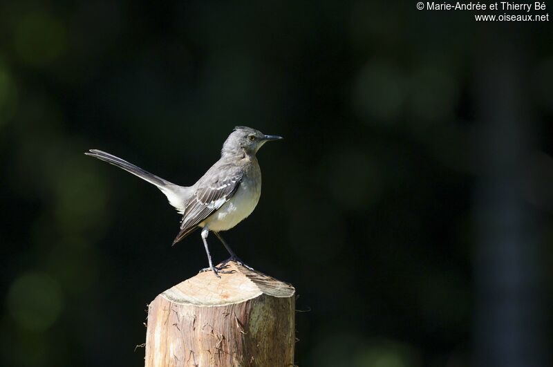 Northern Mockingbird