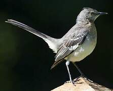 Northern Mockingbird