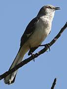 Northern Mockingbird